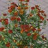 'Hot Lava' Sneezeweed