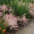 Astilbe s. 'Hennie Graafland'