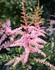 Astilbe s. 'Hennie Graafland'