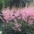 Astilbe s. 'Hennie Graafland'