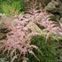 Astilbe 'Sprite'