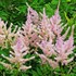 Astilbe 'Sprite'