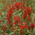 Lobelia cardinalis