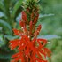 Lobelia cardinalis