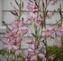Gaura Rosy Jane