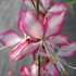 Gaura Rosy Jane