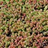 Coral Carpet Sedum