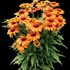 Echinacea PRIMA Saffron