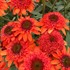 Echinacea ‘Moab Sunset’