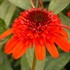 Echinacea ‘Moab Sunset’