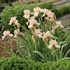 Iris 'Beverly Sills'