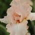 Iris 'Beverly Sills'