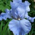 Blue Sapphire Iris