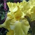 'Buckwheat' Iris