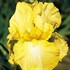 Summer Olympics Reblooming Bearded Iris