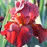 'War Chief' German Iris