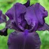 Iris 'Matinata'