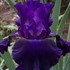 Iris 'Rosalie Figg'
