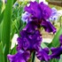Iris 'Rosalie Figg'