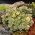 SunSparkler® Lime Twister Sedum Sedum 'Lime Twister'