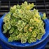 SunSparkler® Lime Twister Sedum Sedum 'Lime Twister'