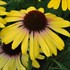 Yellow Rainbow Marcella Echinacea Coneflower