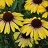 Yellow Rainbow Marcella Echinacea Coneflower