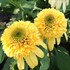 'Lemon Drop' Echinacea