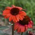 Echinacea 'Tanager' EYE-CATCHER Collection