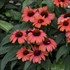 Echinacea 'Tanager' EYE-CATCHER Collection