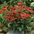 Artisan Red Ombre Echinacea