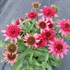‘Giddy Pink’ Echinacea