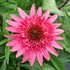 ‘Giddy Pink’ Echinacea