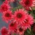 ‘Giddy Pink’ Echinacea