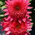 ‘Giddy Pink’ Echinacea