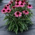 DARK SHADOWS Wicked Echinacea Coneflower