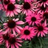 DARK SHADOWS Wicked Echinacea Coneflower