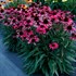 DARK SHADOWS Wicked Echinacea Coneflower