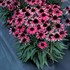 DARK SHADOWS Wicked Echinacea Coneflower