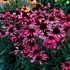 DARK SHADOWS Wicked Echinacea Coneflower