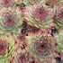 Dynamo Hens n Chicks Sempervivum