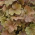 Dolce 'Toffee Tart' Coral Heuchera hybrid
