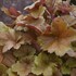 Dolce 'Toffee Tart' Coral Heuchera hybrid