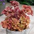 Heuchera 'Frilly'