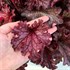 Heuchera ‘Ruby Tuesday’