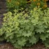 Alchemilla mollis