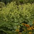 Alchemilla mollis