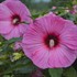 Hibiscus 'Candy Crush' SUMMERIFIC Collection