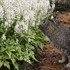 Tiarella 'Cutting Edge'
