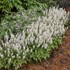 Tiarella 'Cutting Edge'
